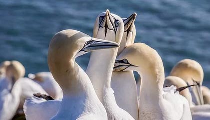 韦德、波什、德隆、布泽尔、里德、普林斯等梦八成员领名人堂夹克